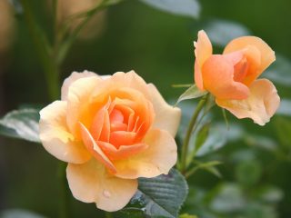 uprawa roz